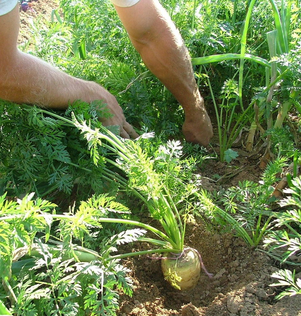 sélection des carottes pour produire ses semences