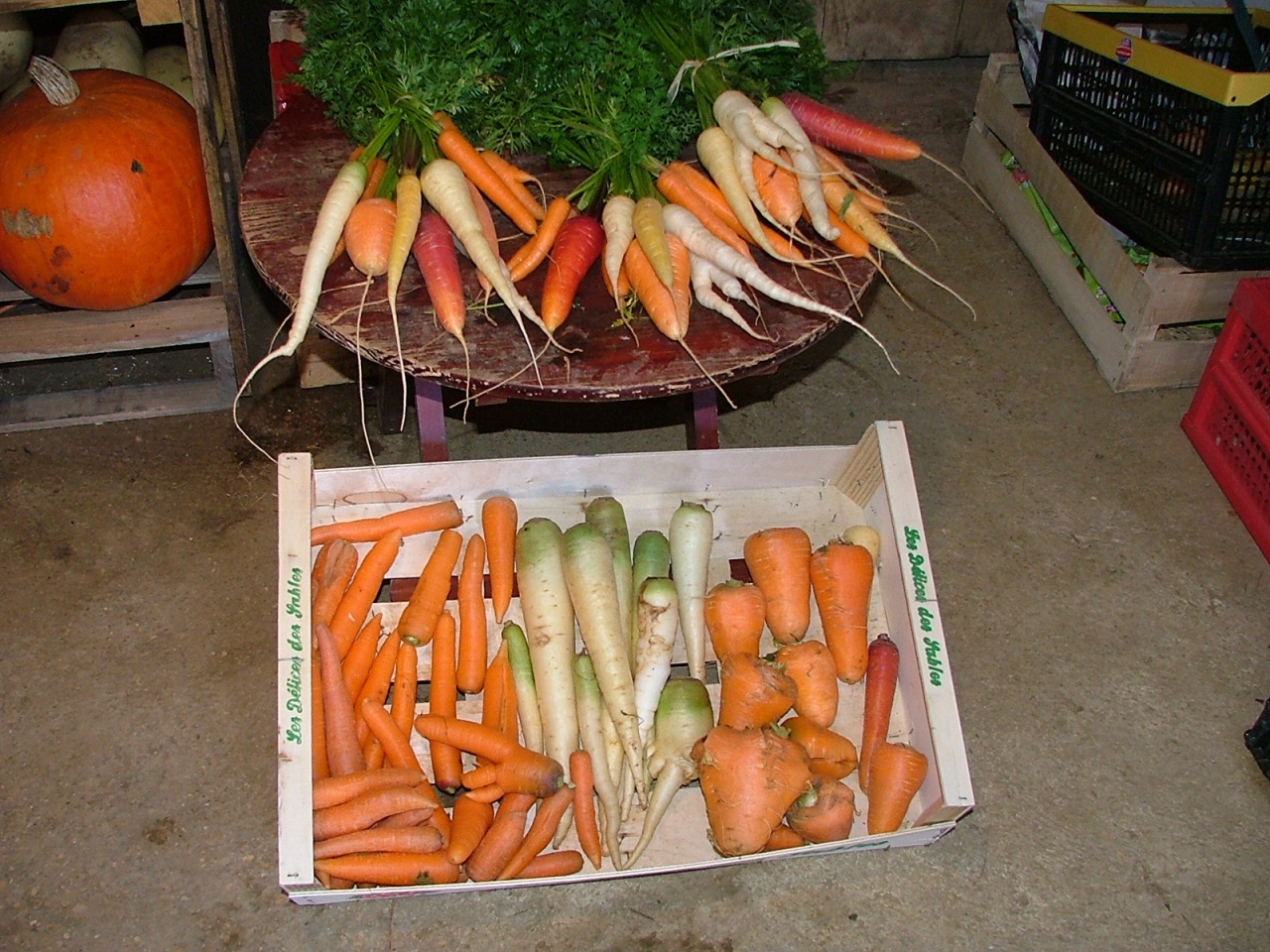 7 variétés de carottes cultivées cette année