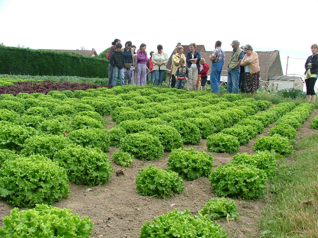Visite du grand jardin du maraîcher P.Noblet à Larnaud (Jura) le 1er juin 2009.