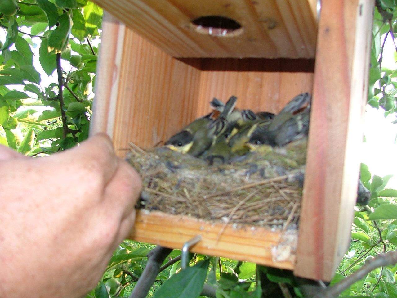 Aux Vergers de Sellières (Jura), le produit de traitement contre les chenilles, ce sont les oiseaux !
