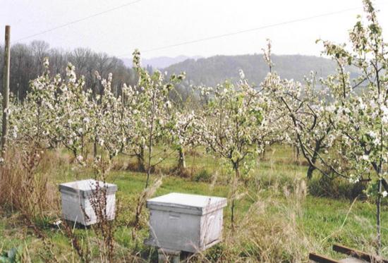 Aux Vergers de Sellières (Jura), abeilles et aussi bourdons sont " élevés pour que des pommes puissent éclore "