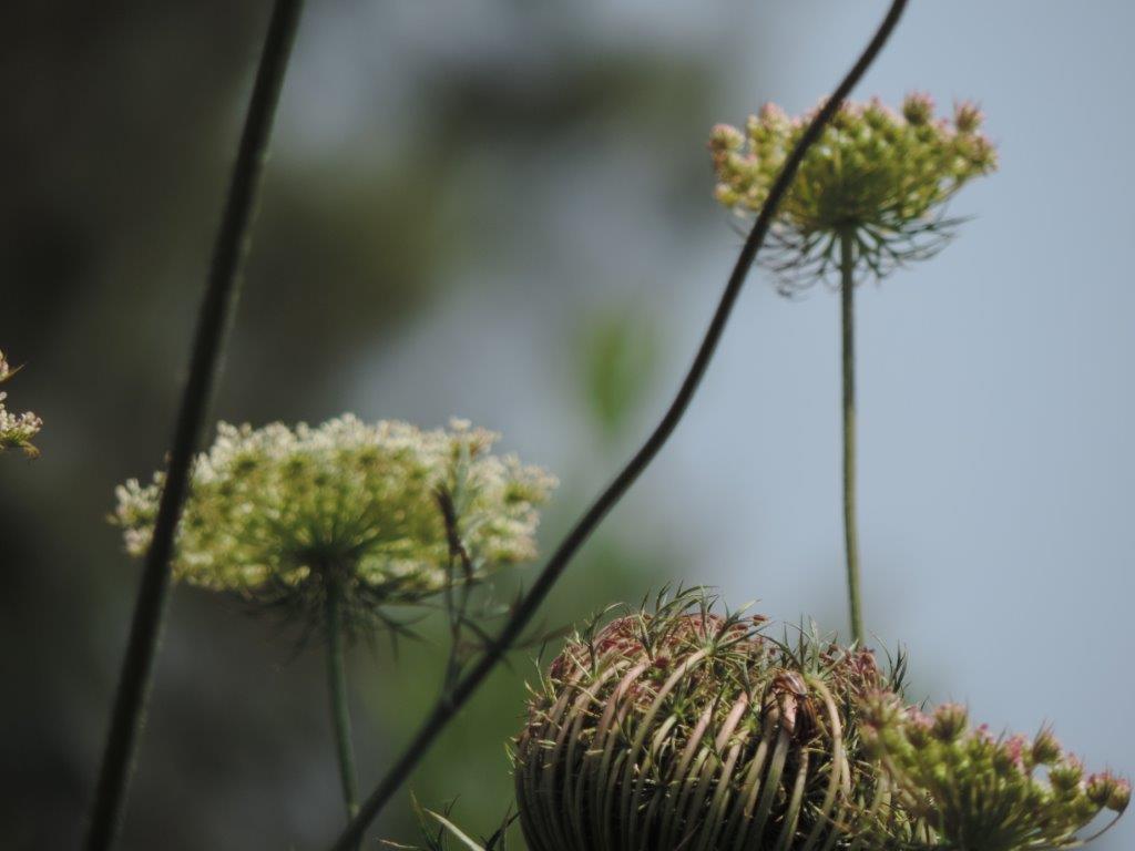 fleurs de carotte