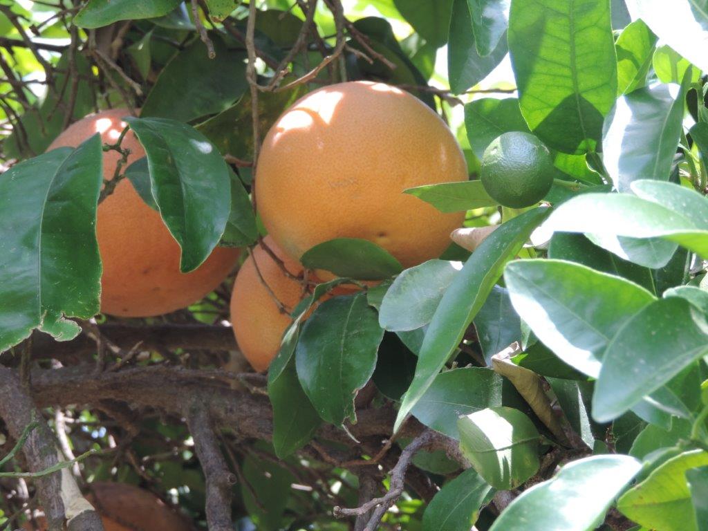 fruits/pomelos (2 générations)